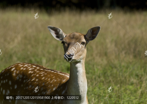 小鹿