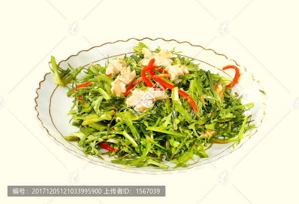 苦菊