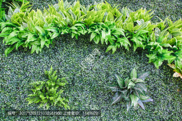 綠植墻,植物墻