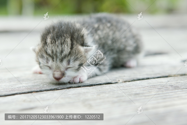 動物