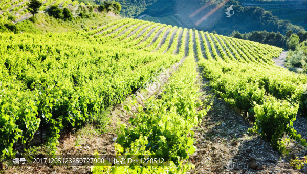 安排-匯圖網(wǎng) www.fosd68.com 安排