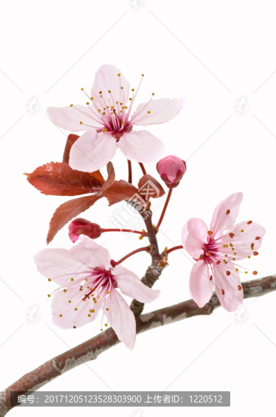 樹