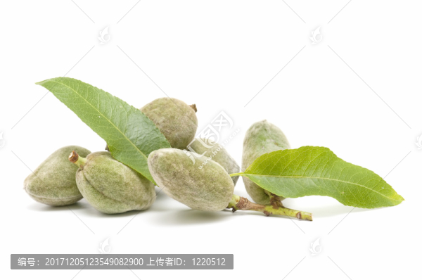 橄欖油