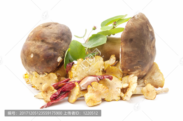 蘑菇