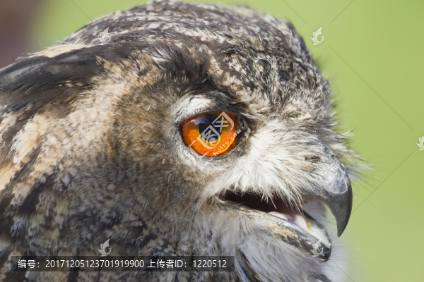 uhuportrait