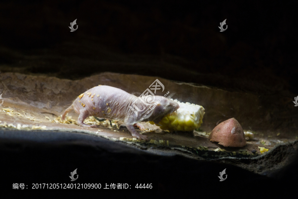 裸鼴鼠