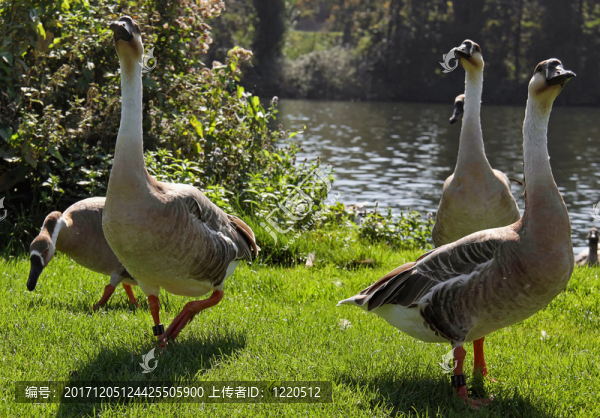 鵝-匯圖網(wǎng) www.fosd68.com 鵝