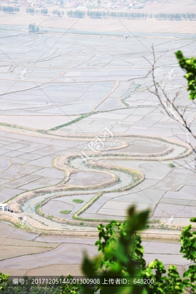 稻田