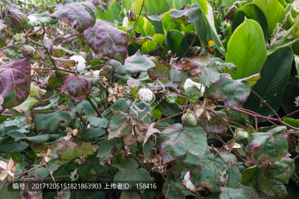 棉花種植