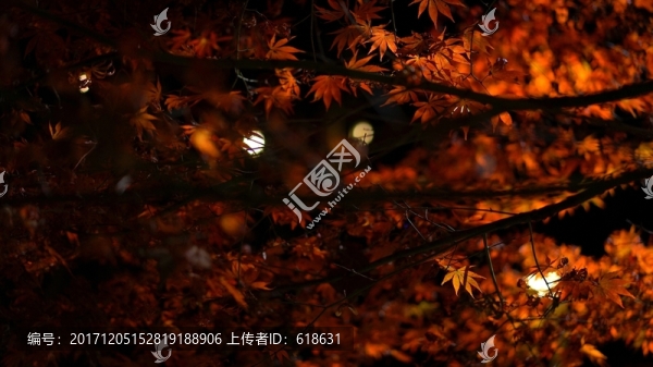 楓葉