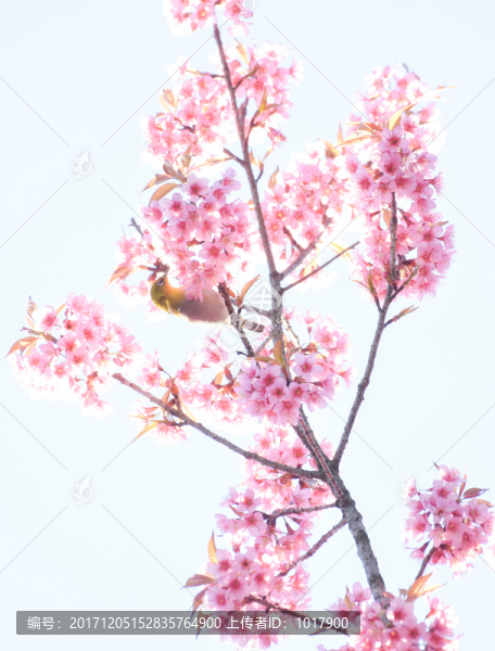 冬櫻花,小鳥