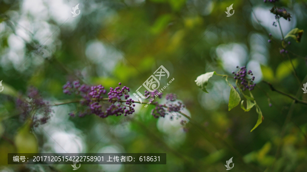 果實(shí)
