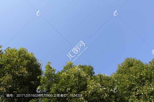 藍天,,樹