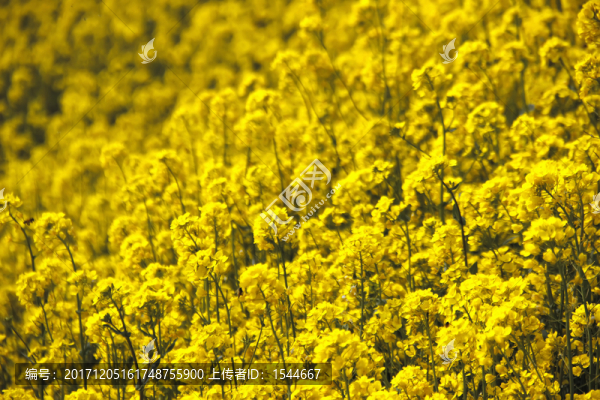 油菜花