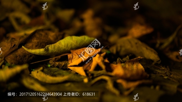 寧海森林溫泉