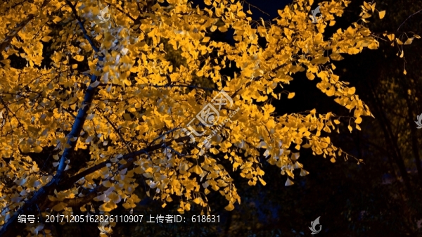 銀杏