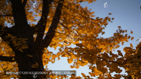 銀杏