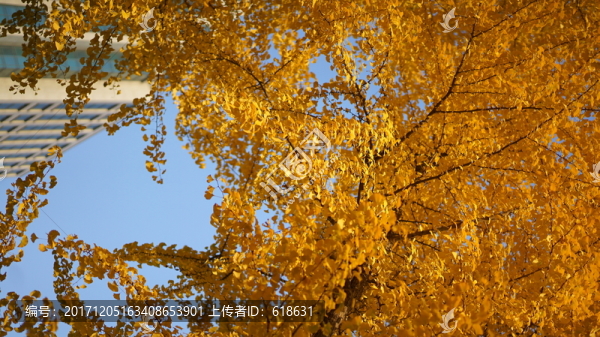 銀杏