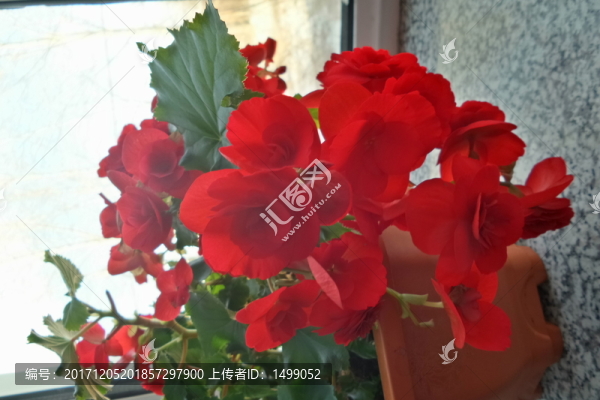海棠花