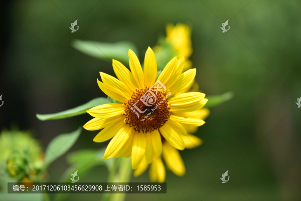 太陽(yáng)花