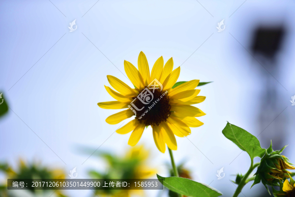 太陽花