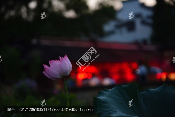 夜色荷花