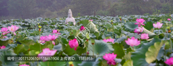 荷花圍繞觀音