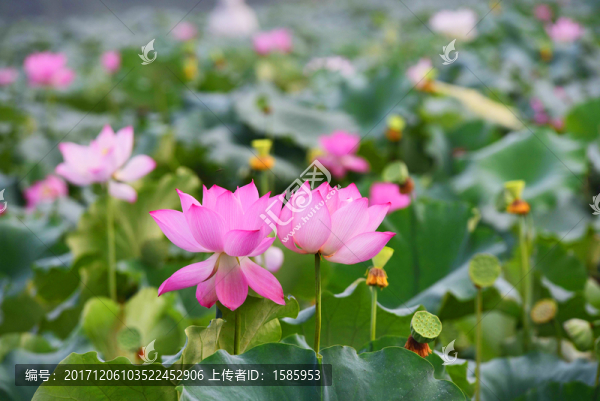 荷花姊妹