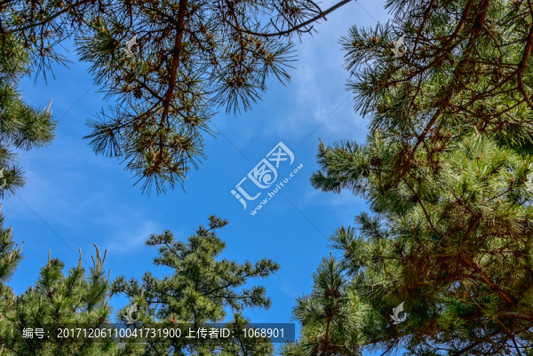 松林,天空