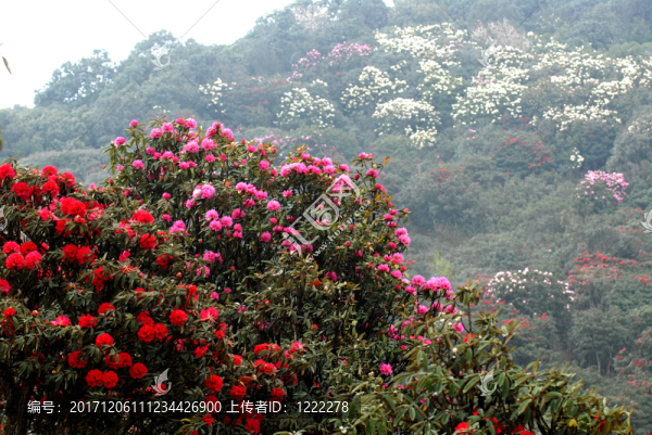 杜鵑花海