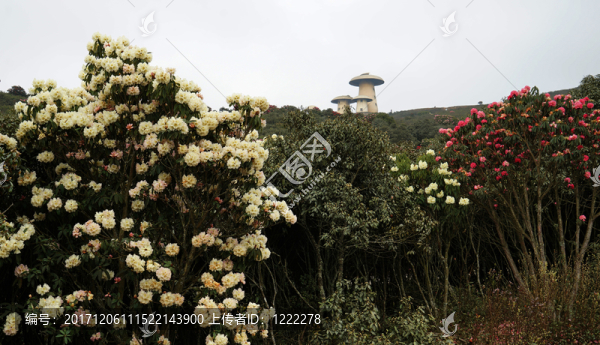 師宗菌子山