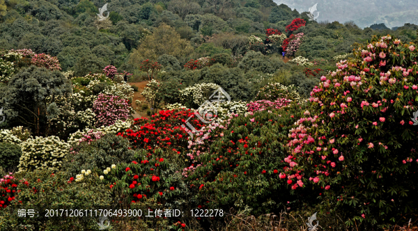 杜鵑山