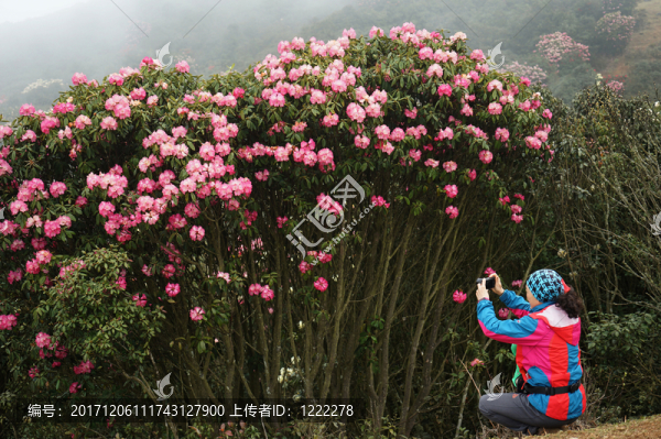 杜鵑花