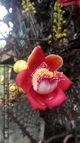 花