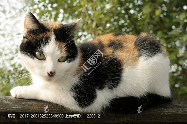 動物