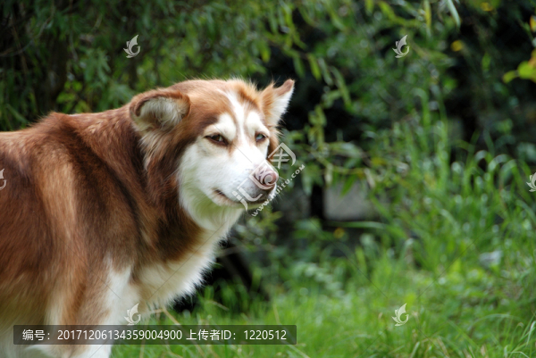 動物