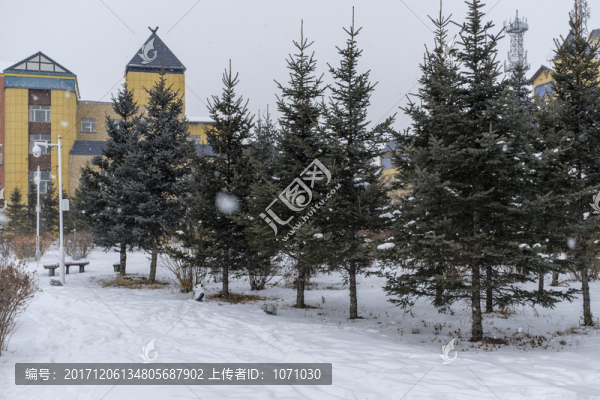 雪中松樹林
