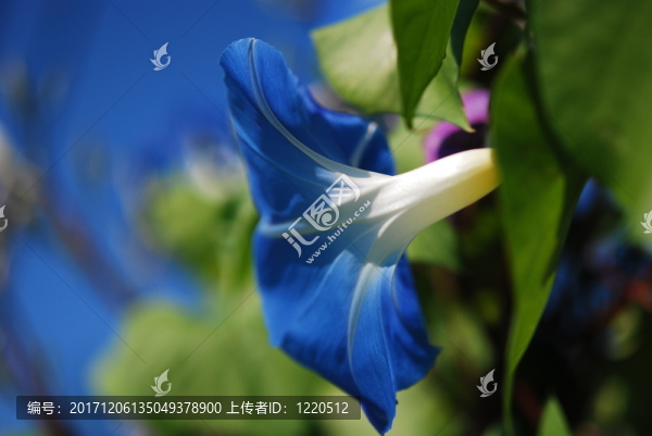 攀援植物
