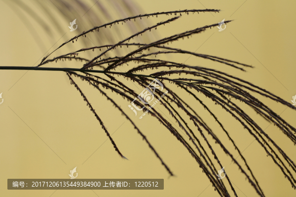 蕨類或棕櫚類植物的葉子