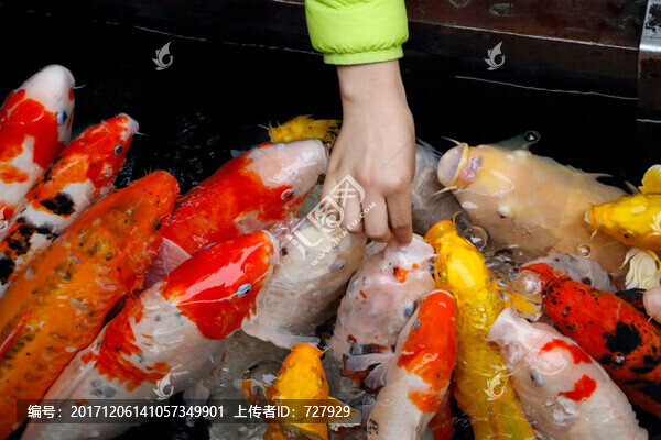 喂魚