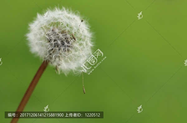 蒲公英