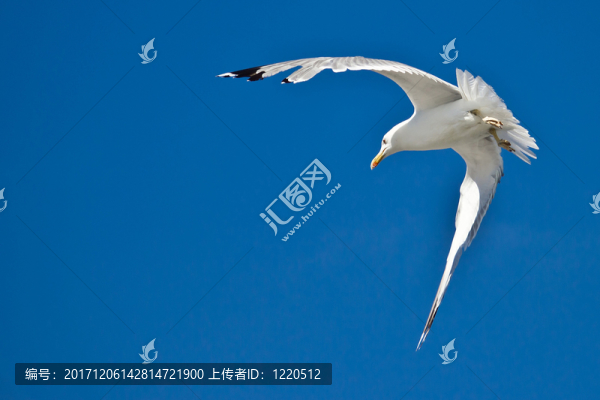 藍(lán)色