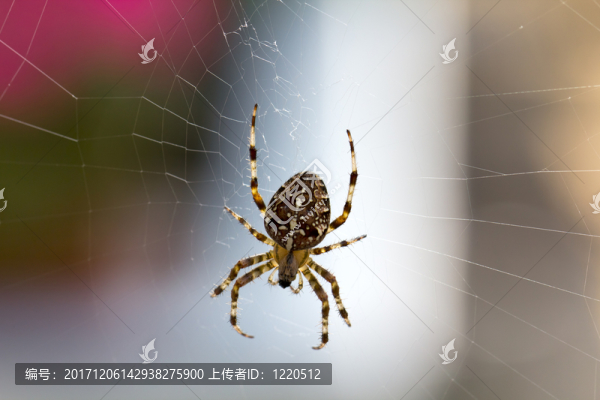 蜘蛛，宏