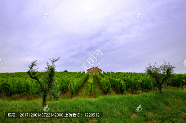 旅行