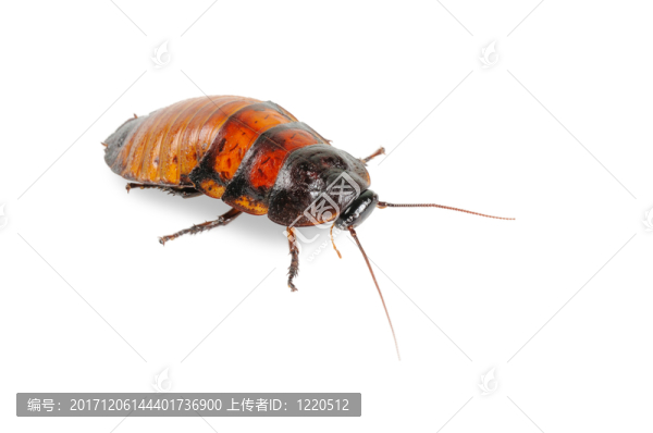 木頭支架
