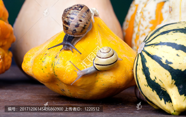 發(fā)現了蝸牛