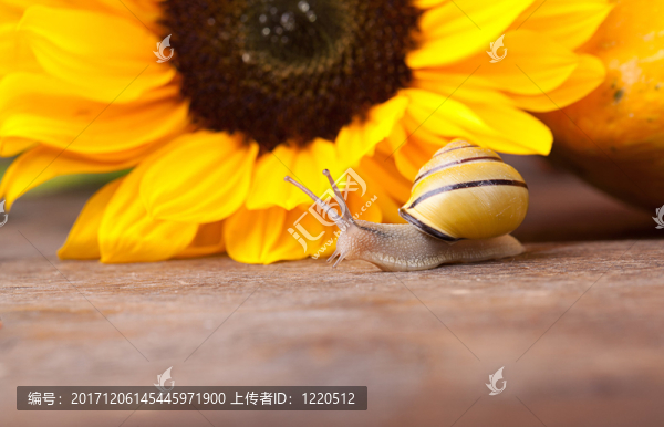 蝸牛和向日葵