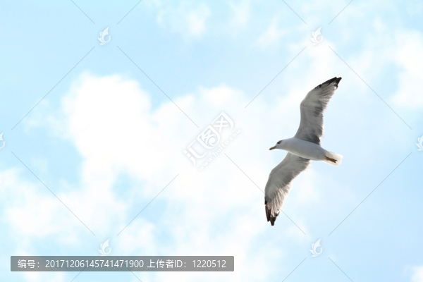 動(dòng)物