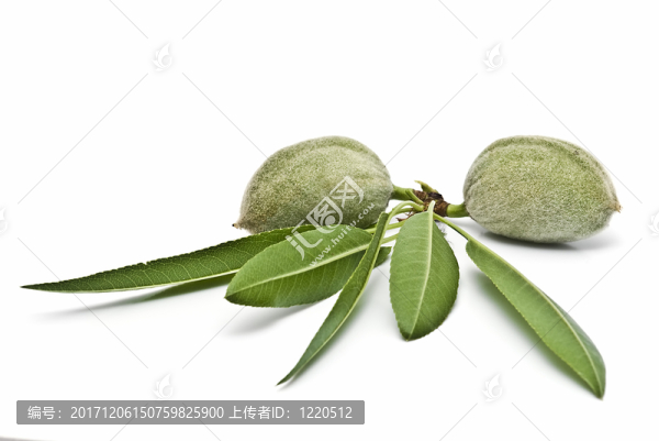 食物