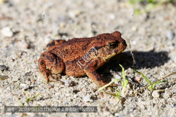 共同的蟾蜍,-,,bufo